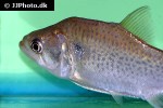 serrasalmus elongatus serrasalmus elongatus