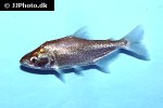 serrasalmus elongatus serrasalmus elongatus