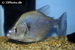 serrasalmus geryi serrasalmus geryi