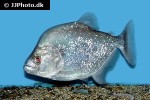 serrasalmus geryi serrasalmus geryi