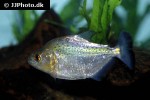 serrasalmus gibbus serrasalmus gibbus