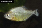 serrasalmus humeralis serrasalmus humeralis