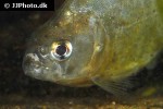 serrasalmus humeralis serrasalmus humeralis