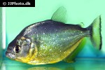 serrasalmus maculatus serrasalmus maculatus