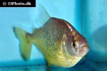 serrasalmus maculatus serrasalmus maculatus