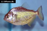 serrasalmus maculatus serrasalmus maculatus