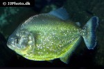 serrasalmus maculatus serrasalmus maculatus