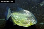 serrasalmus maculatus serrasalmus maculatus