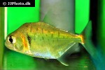 serrasalmus manueli serrasalmus manueli