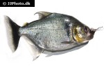 serrasalmus manueli serrasalmus manueli