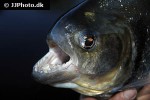 serrasalmus manueli serrasalmus manueli
