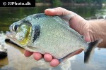 serrasalmus manueli serrasalmus manueli