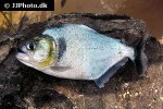 serrasalmus manueli serrasalmus manueli