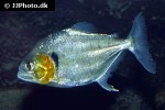 serrasalmus manueli serrasalmus manueli