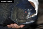 serrasalmus rhombeus serrasalmus rhombeus