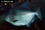 serrasalmus rhombeus