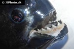 serrasalmus rhombeus serrasalmus rhombeus
