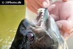 serrasalmus rhombeus serrasalmus rhombeus