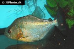 serrasalmus rhombeus serrasalmus rhombeus