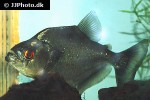 serrasalmus rhombeus serrasalmus rhombeus