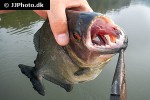serrasalmus rhombeus serrasalmus rhombeus