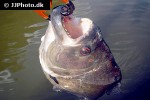 serrasalmus rhombeus serrasalmus rhombeus