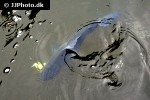 serrasalmus rhombeus serrasalmus rhombeus