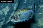 serrasalmus sanchezi serrasalmus sanchezi