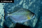 serrasalmus sanchezi serrasalmus sanchezi