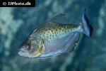 serrasalmus sanchezi serrasalmus sanchezi