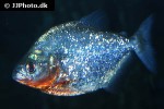 serrasalmus sanchezi