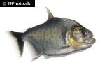 serrasalmus serrulatus serrasalmus serrulatus
