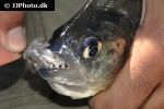 serrasalmus serrulatus serrasalmus serrulatus