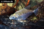 serrasalmus serrulatus serrasalmus serrulatus