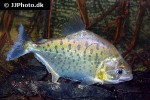 serrasalmus serrulatus serrasalmus serrulatus