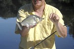 serrasalmus serrulatus serrasalmus serrulatus