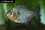 serrasalmus spilopleura serrasalmus spilopleura