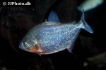 serrasalmus spilopleura serrasalmus spilopleura