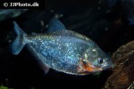 serrasalmus spilopleura serrasalmus spilopleura