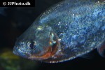 serrasalmus spilopleura serrasalmus spilopleura