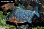 serrasalmus spilopleura serrasalmus spilopleura