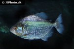 serrasalmus spilopleura serrasalmus spilopleura