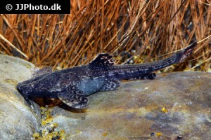 American Banjo Catfish