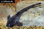 bunocephalus amaurus bunocephalus amaurus