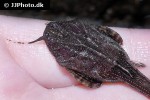 bunocephalus amaurus bunocephalus amaurus