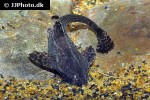 bunocephalus amaurus bunocephalus amaurus