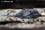 bunocephalus amaurus bunocephalus amaurus