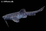 bunocephalus amaurus bunocephalus amaurus