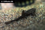 bunocephalus colombianus bunocephalus colombianus