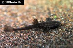 bunocephalus colombianus bunocephalus colombianus
